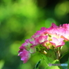 雨上がりの紫陽花