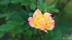 次々と開花