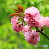 八重桜咲く