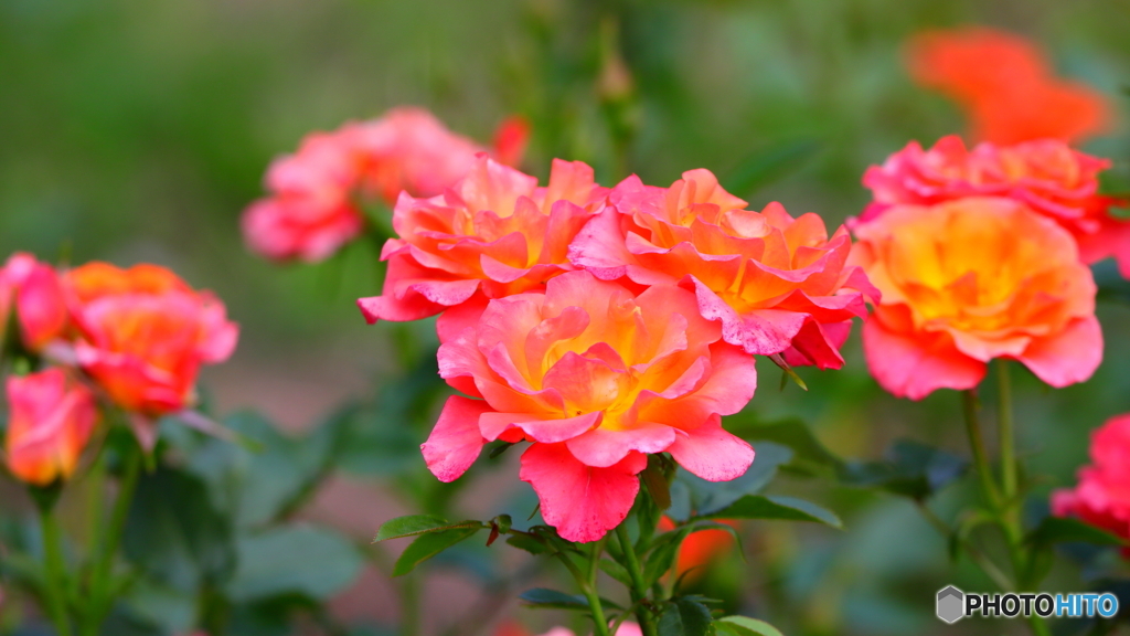 薔薇の撮影はなかなか難しいのぅ；