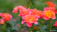 薔薇の撮影はなかなか難しいのぅ；