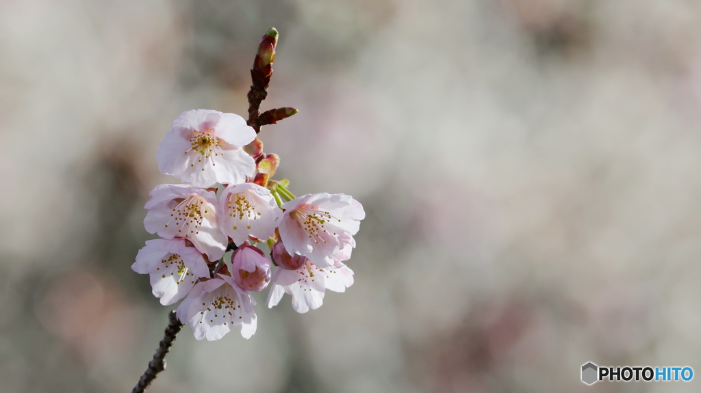 寒桜咲く