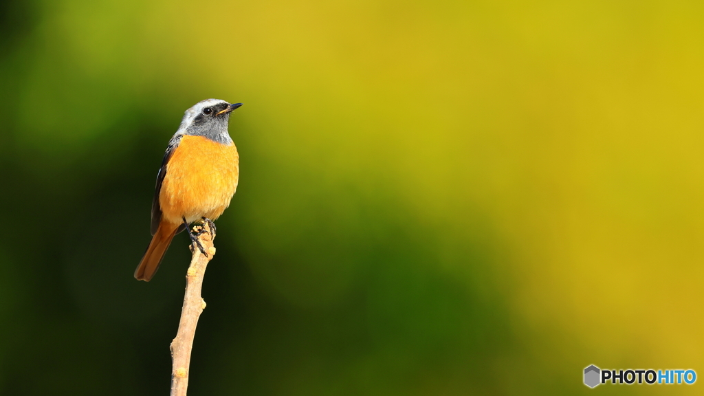 やっぱ単焦点は良いね