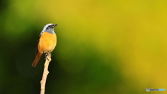 やっぱ単焦点は良いね