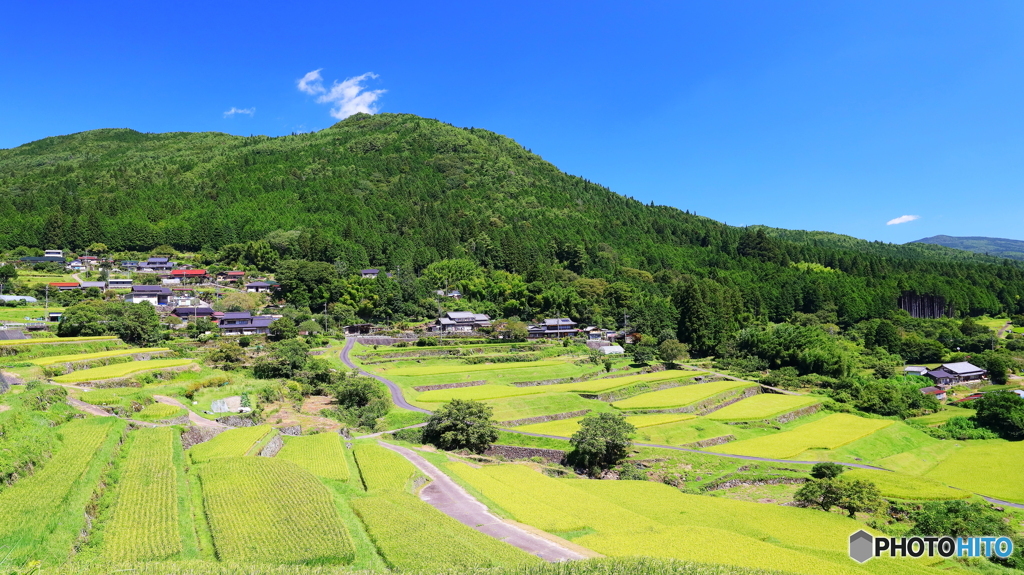 初秋の棚田