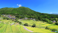 初秋の棚田