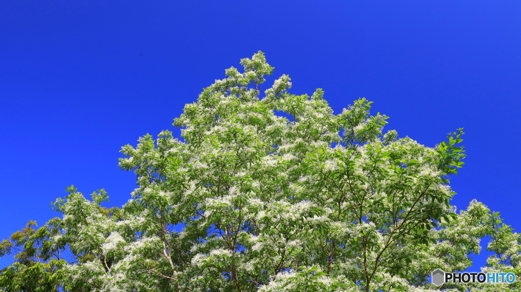 ヒトツバタゴ咲く