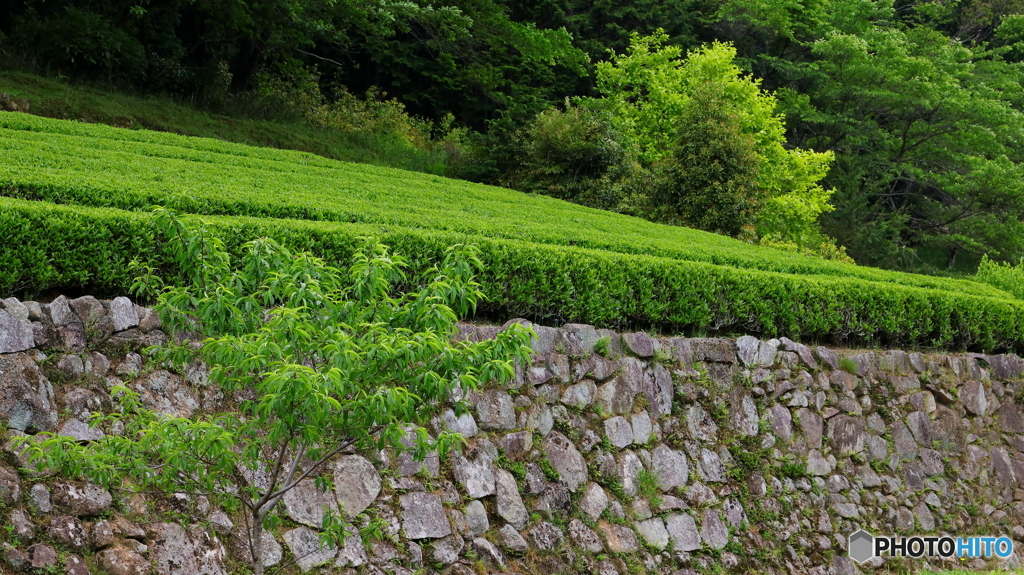 新茶の季節