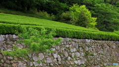 新茶の季節