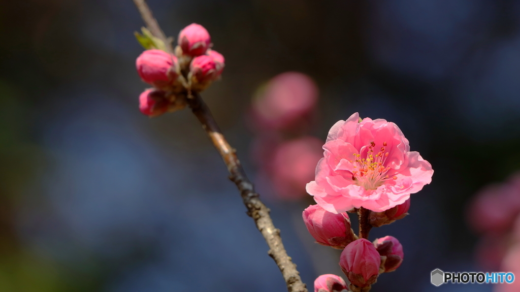 桃咲く（１）