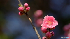 桃咲く（１）