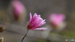 今朝も；