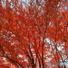 紅葉早し