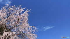 枝垂れ桜咲く