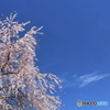 枝垂れ桜咲く