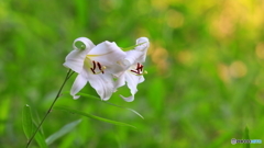 ササユリ開花