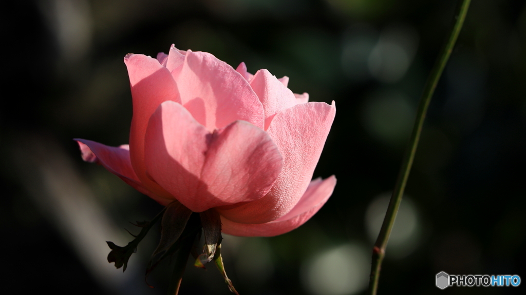 同じ薔薇だけど