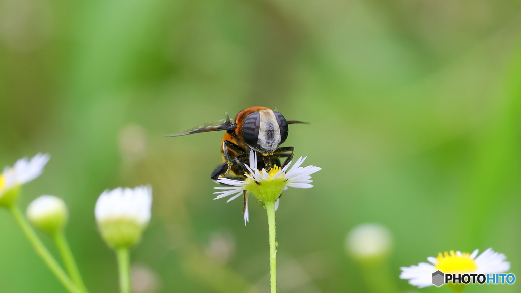これは初めて見た！