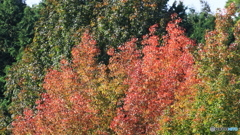 紅葉始まる