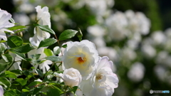 白い花の撮影は難しい
