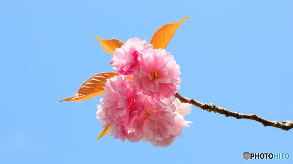 八重桜は難しい；