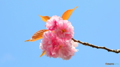八重桜は難しい；