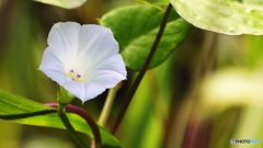 小さな花シリーズ