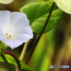 小さな花シリーズ