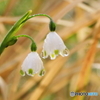 雨上がりの朝は（２）