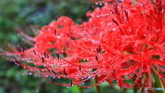 撮りたて