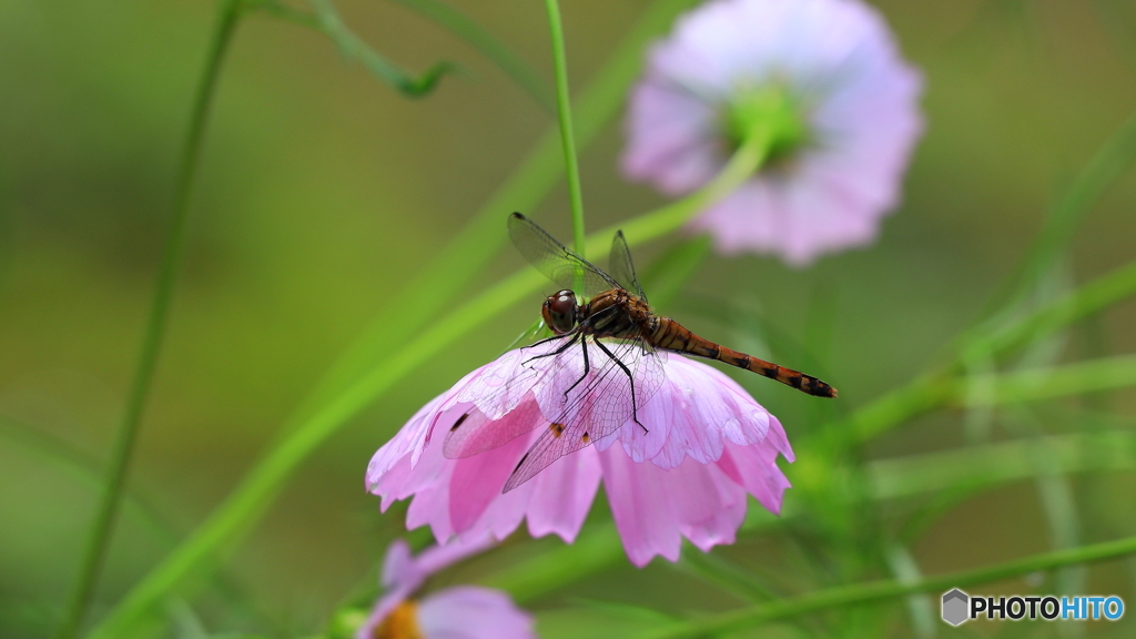 トンボも難し；
