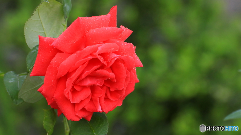 薔薇撮影はやはり難し；