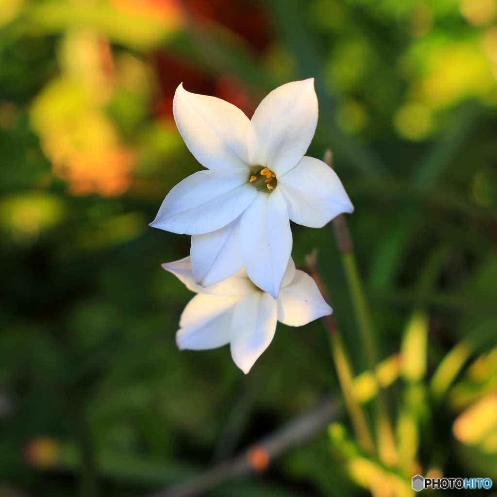 小さな花