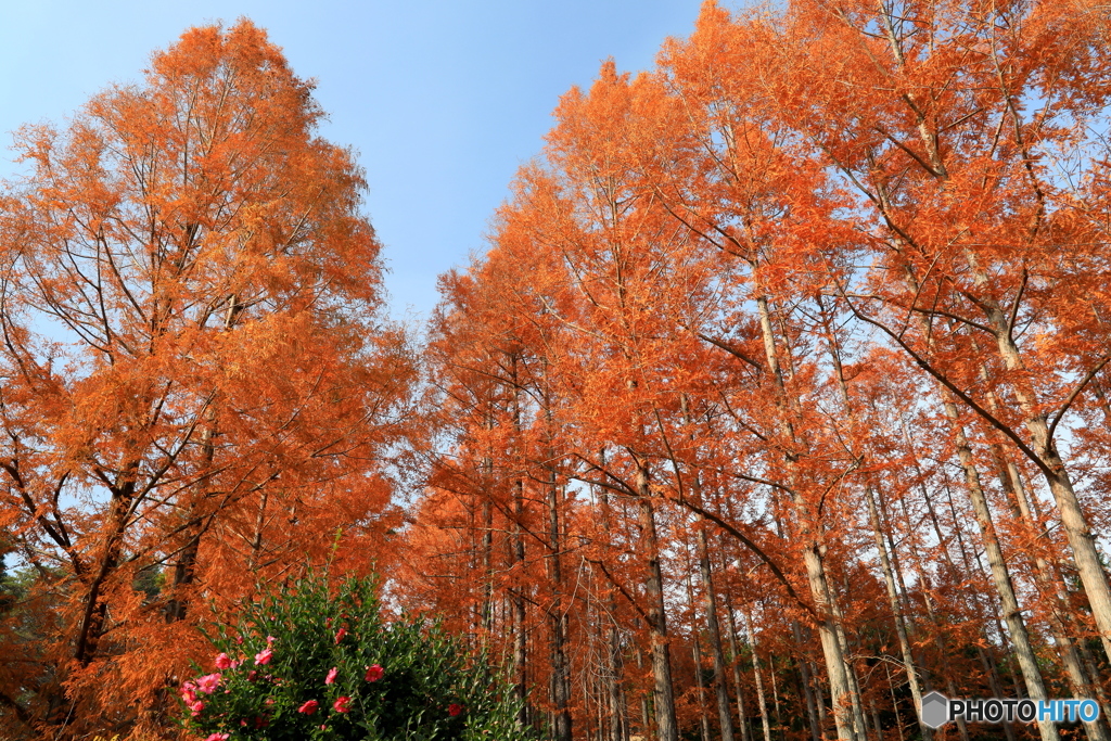 メタセコイア紅葉す