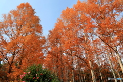 メタセコイア紅葉す