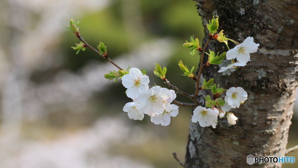 山桜