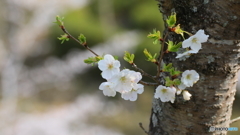 山桜