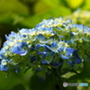 紫陽花咲く