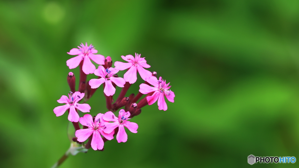 小さな花シリーズ化？