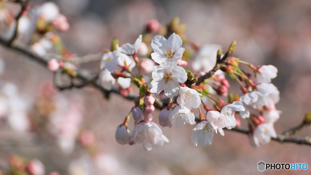開花した