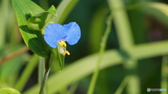 小さな花シリーズ