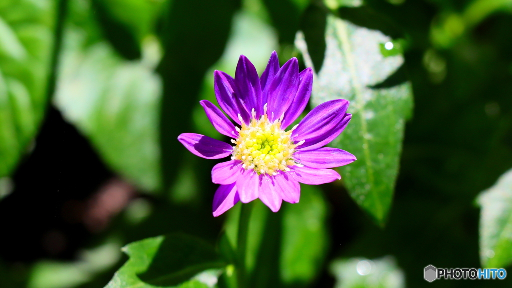 小さな花