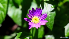 小さな花