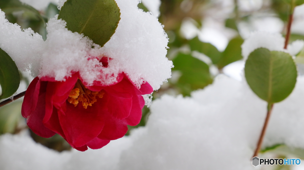 雪中にて