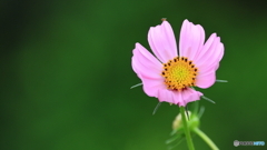 小さな花に小さな虫が