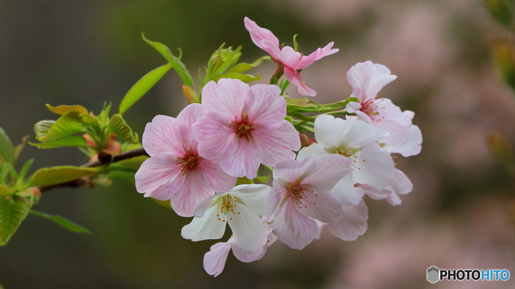 葉桜もまた良し（２）