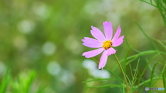 小さな花