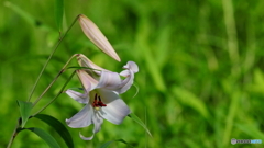 ササユリ開花