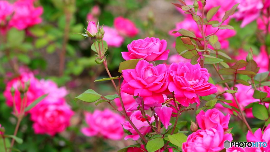普通の薔薇かな