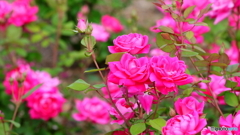 普通の薔薇かな